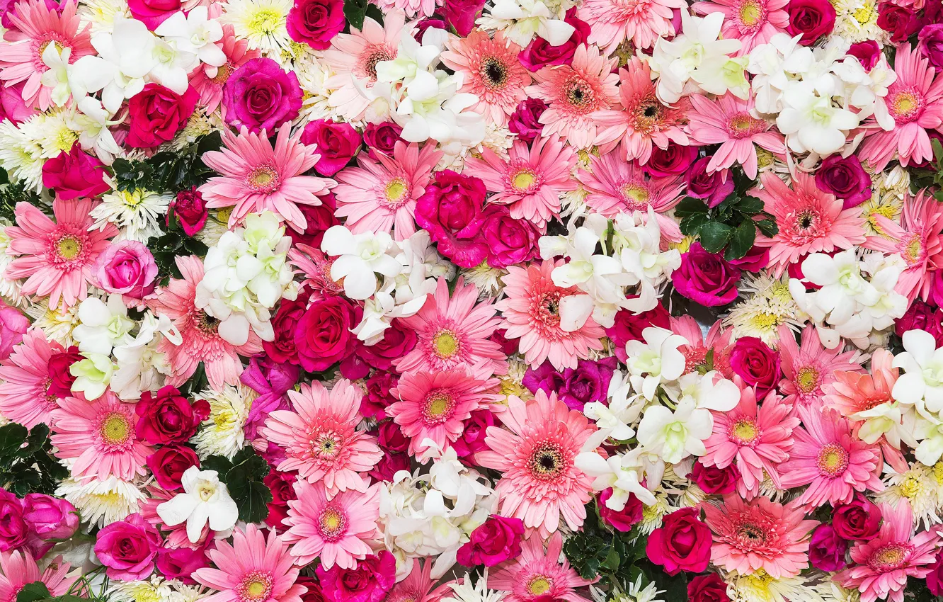 Photo wallpaper flowers, background, roses, pink, buds, chrysanthemum, pink, flowers