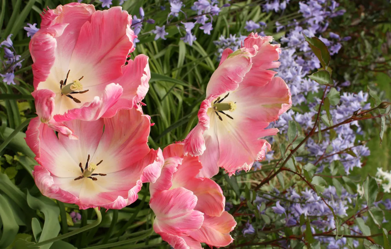 Photo wallpaper spring, tulips, pink, pink, tulips, spring