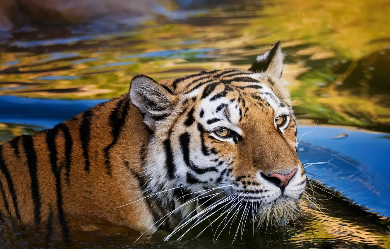 Photo wallpaper look, face, water, blue, yellow, tiger, wet, background