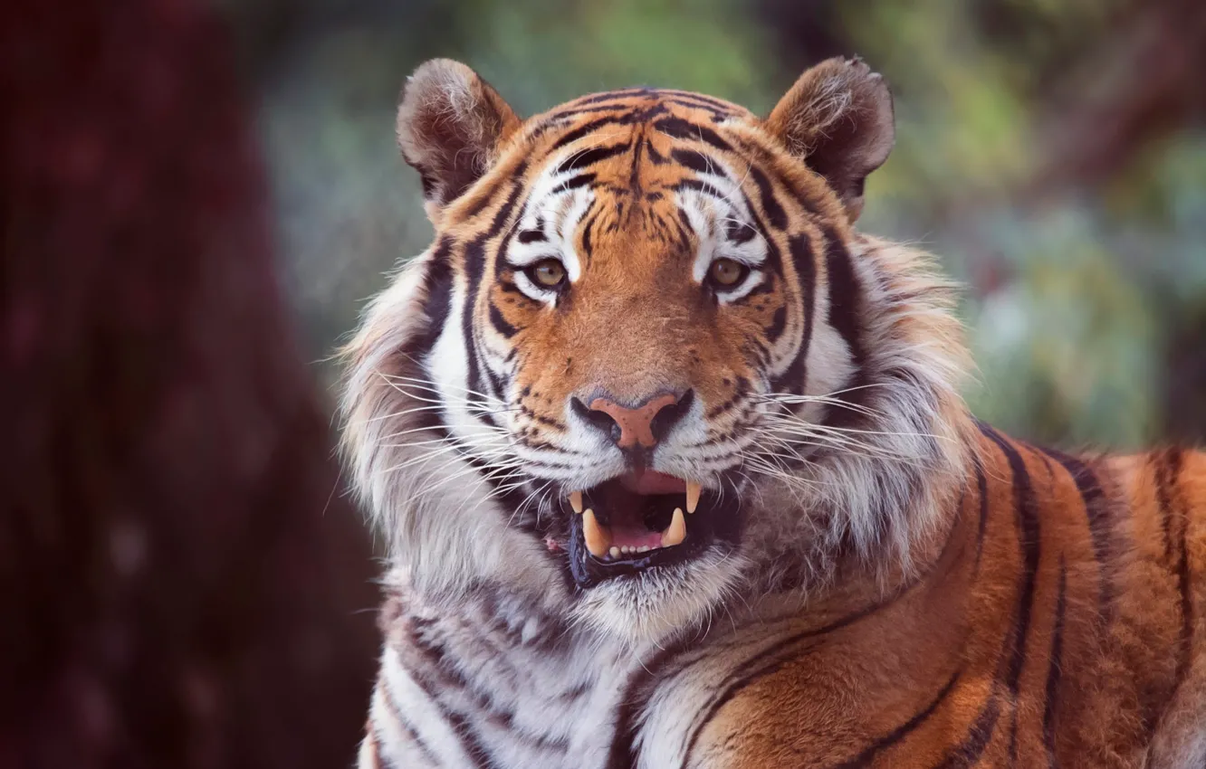 Photo wallpaper look, face, nature, tiger, background, portrait, mouth, fangs