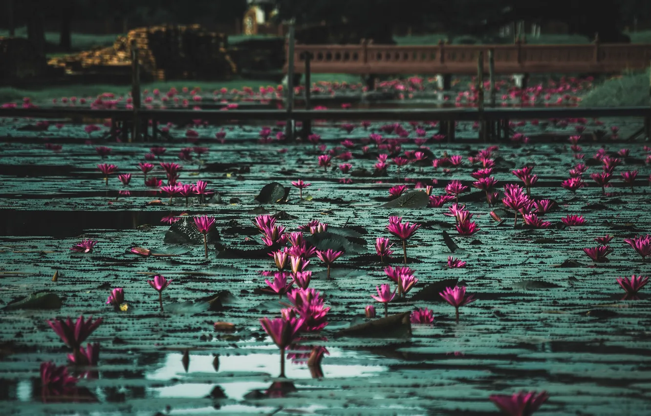 Photo wallpaper water lilies, Lily, water