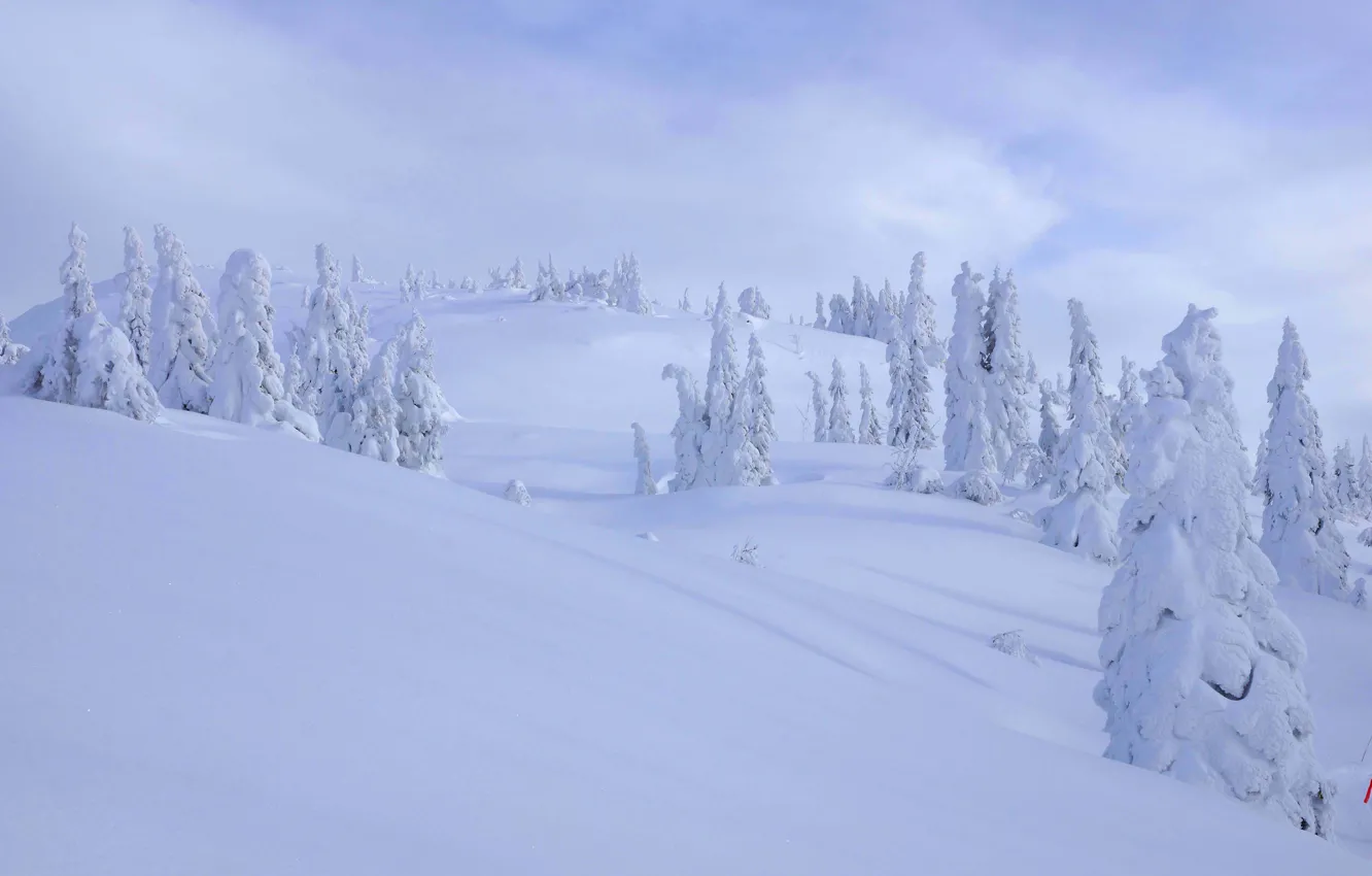 Photo wallpaper winter, frost, forest, the sky, clouds, snow, trees, mountains