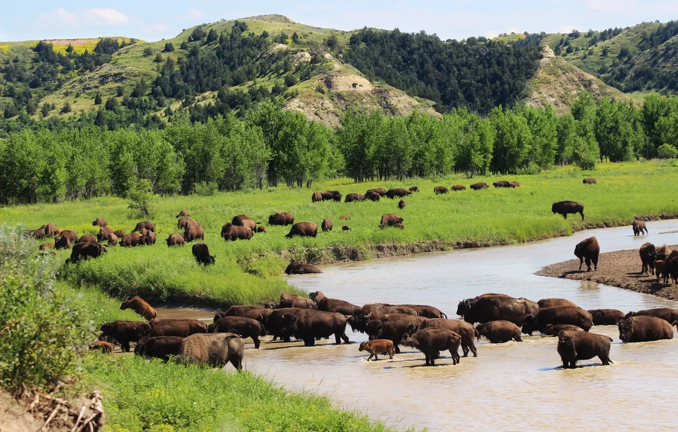 Photo wallpaper USA, animal, wildlife, American Bison, crossing a river