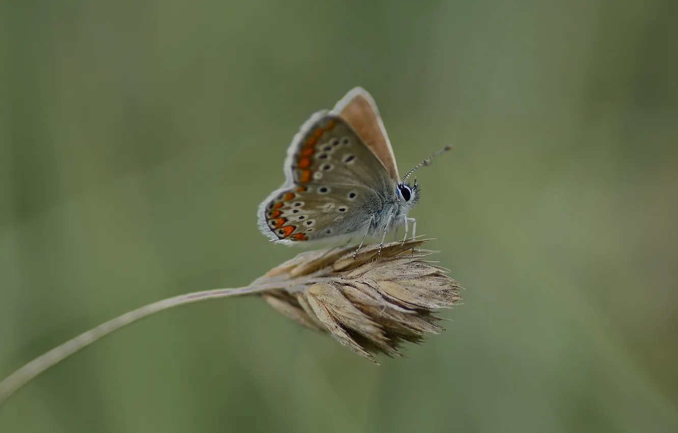 Photo wallpaper macro, butterfly, Blue