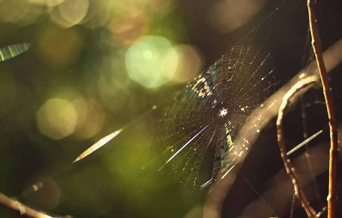 Photo wallpaper macro, branches, web, bokeh