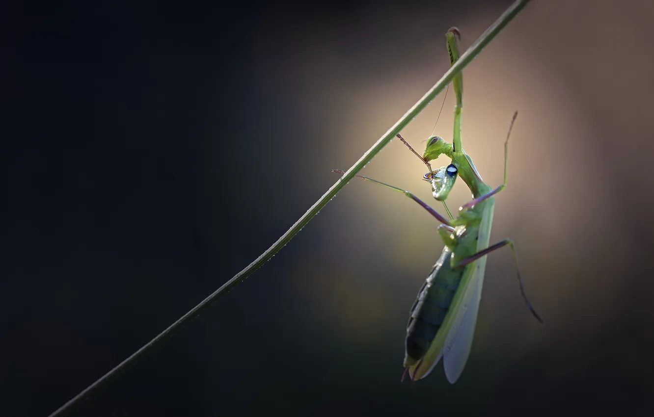 Photo wallpaper plant, mantis, insect, a blade of grass