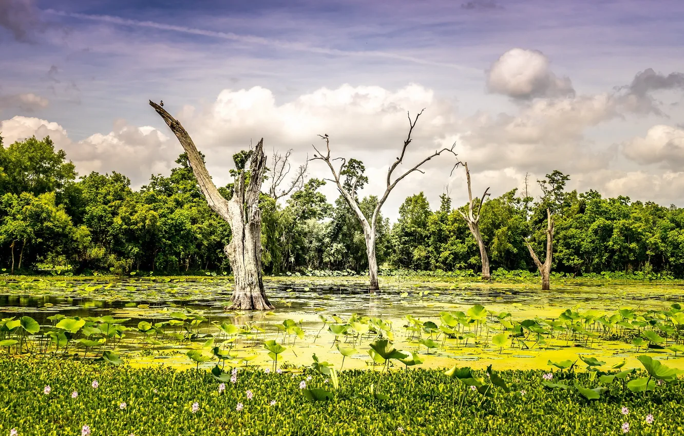 Photo wallpaper landscape, nature, river