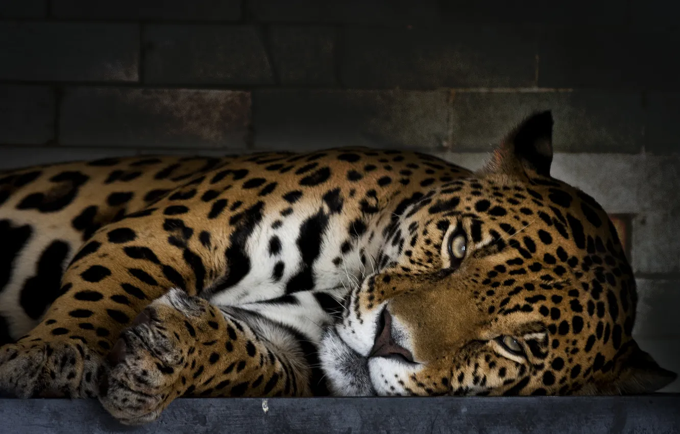 Photo wallpaper predator, spot, Jaguar