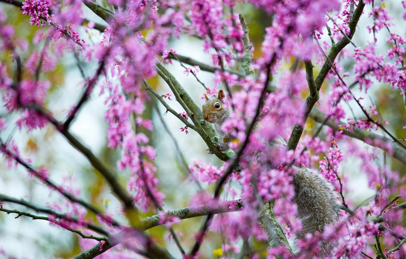 Photo wallpaper flowers, branches, tree, spring, protein, pink, grey, flowering