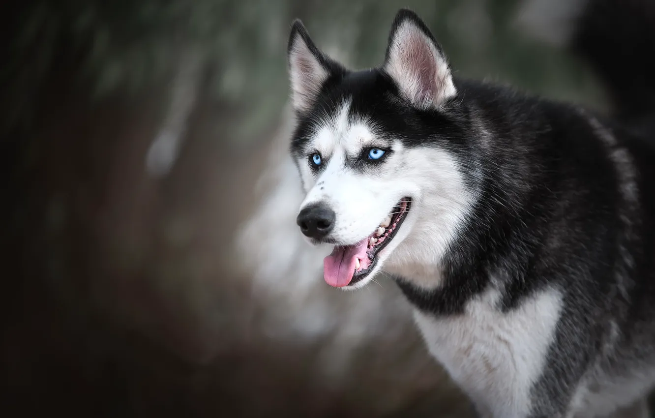 Photo wallpaper face, dog, husky, bokeh