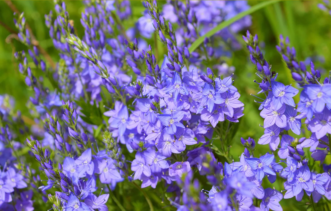 Photo wallpaper Spring, Flowers, Spring, Blue flowers, Veronica austriaca