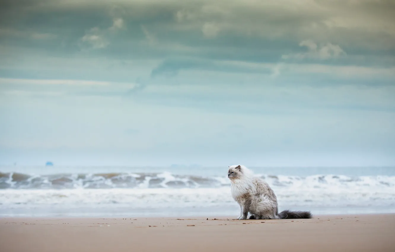 Photo wallpaper sand, sea, wave, cat, beach, summer, the sky, cat
