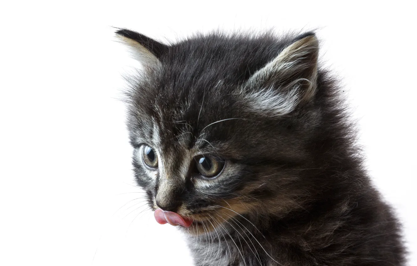 Photo wallpaper language, cat, mustache, look, grey, sweetheart, white background, ears