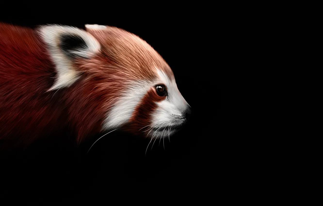 Photo wallpaper background, black, art, firefox, Red Panda