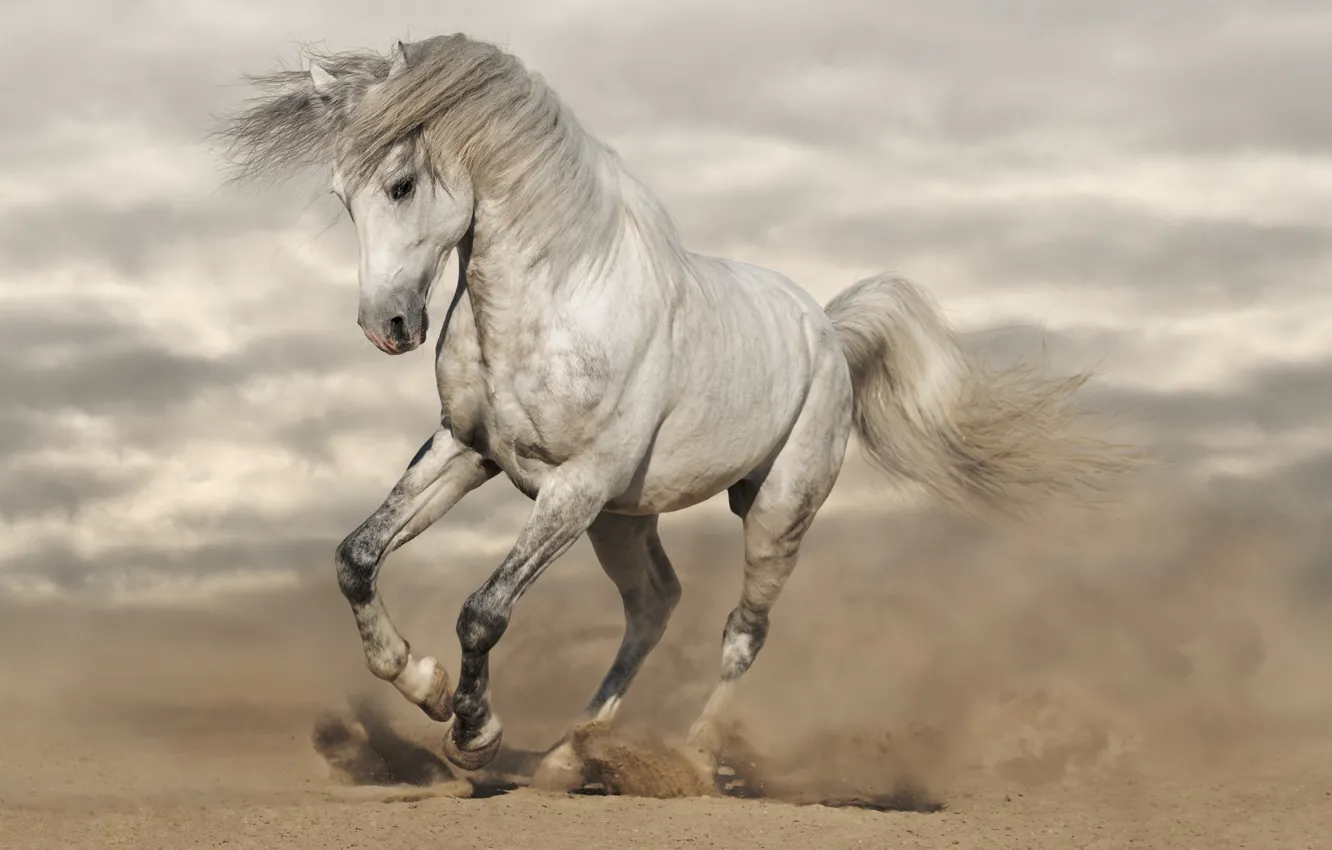 Photo wallpaper sand, horse, dust, running, mane