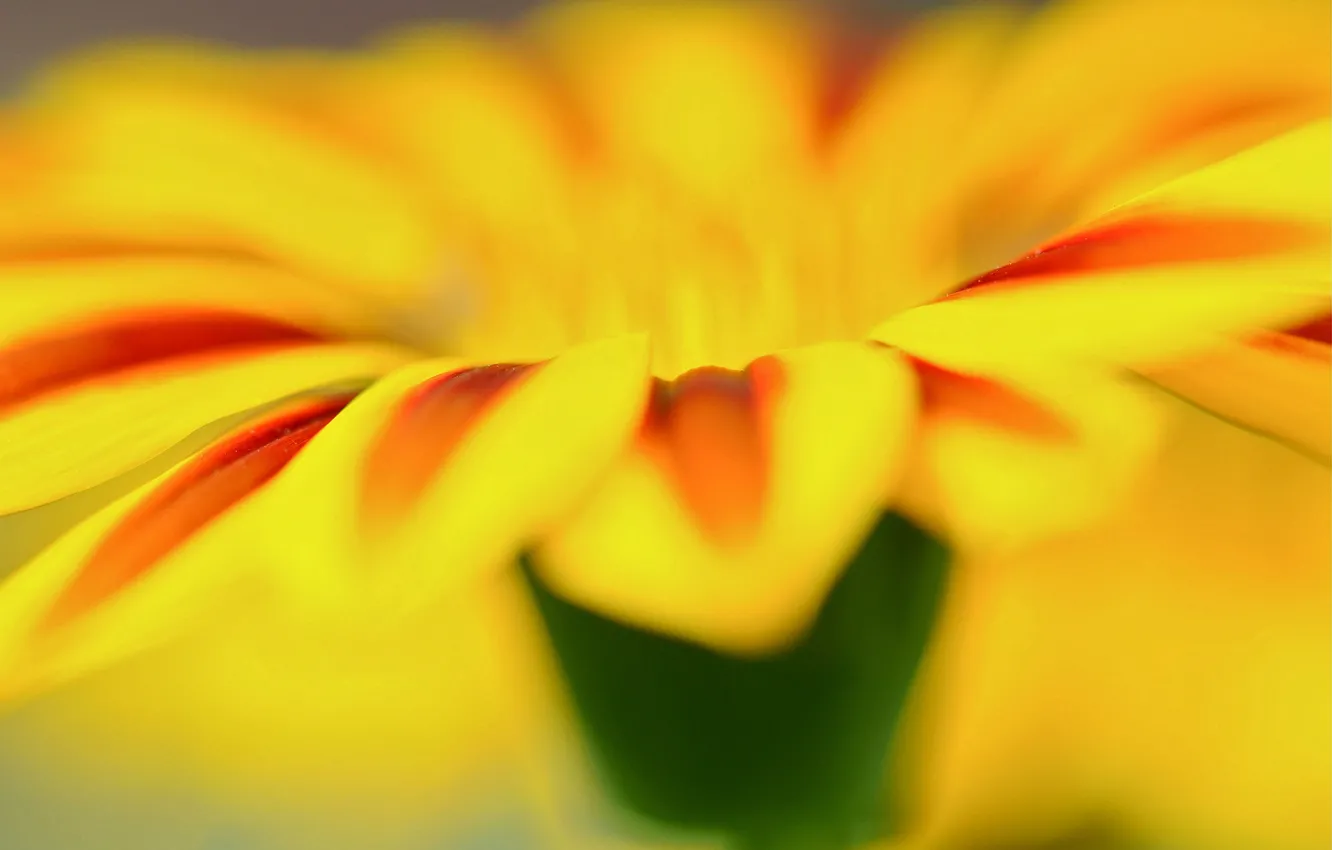 Photo wallpaper flower, macro, flowers, yellow, background, widescreen, Wallpaper, petal