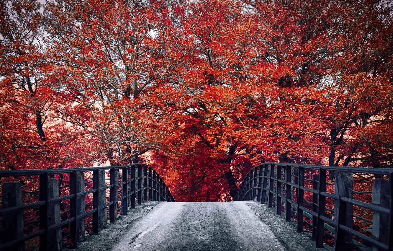 Photo wallpaper autumn, bridge, nature