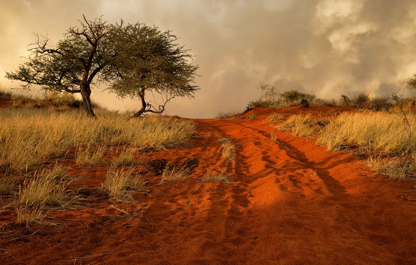 Photo wallpaper road, sand, grass, trees, hills, Africa, Namibia