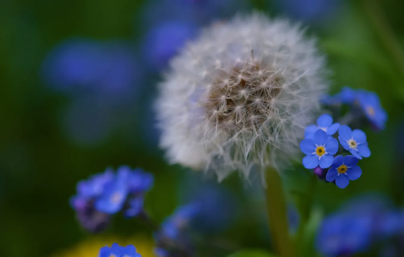 Photo wallpaper macro, dandelion, bokeh, forget-me-nots