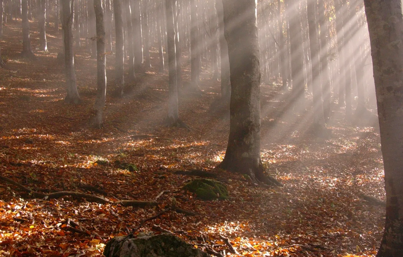 Photo wallpaper autumn, forest, leaves, rays, trees, branches, yellow fallen leaves, trunks