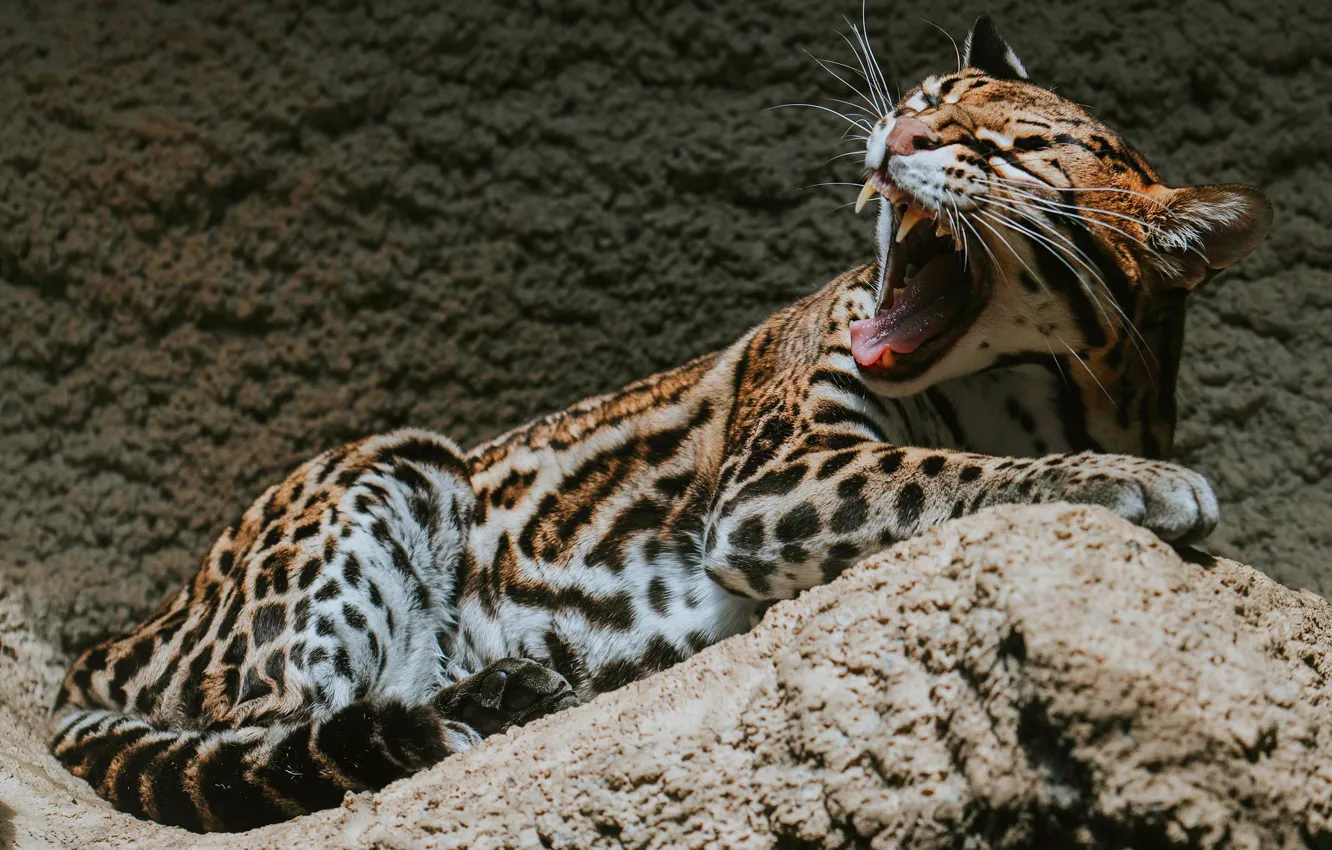 Photo wallpaper language, pose, stones, mouth, fangs, grin, lies, evil