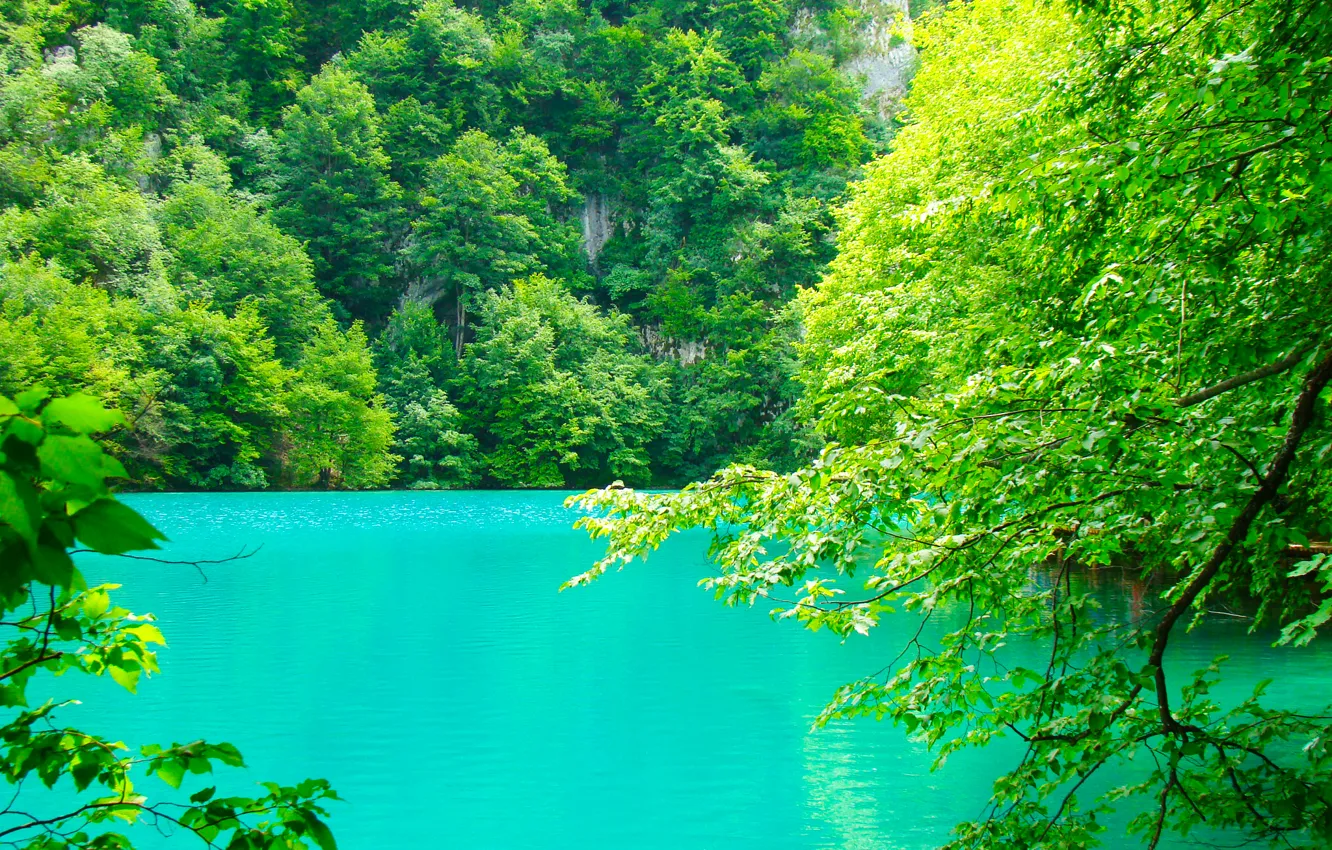 Photo wallpaper greens, summer, leaves, water, trees, branches, nature, lake