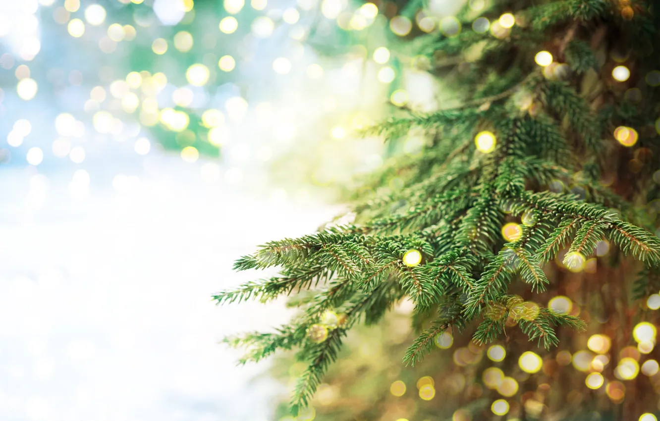 Photo wallpaper branches, nature, spruce, needles