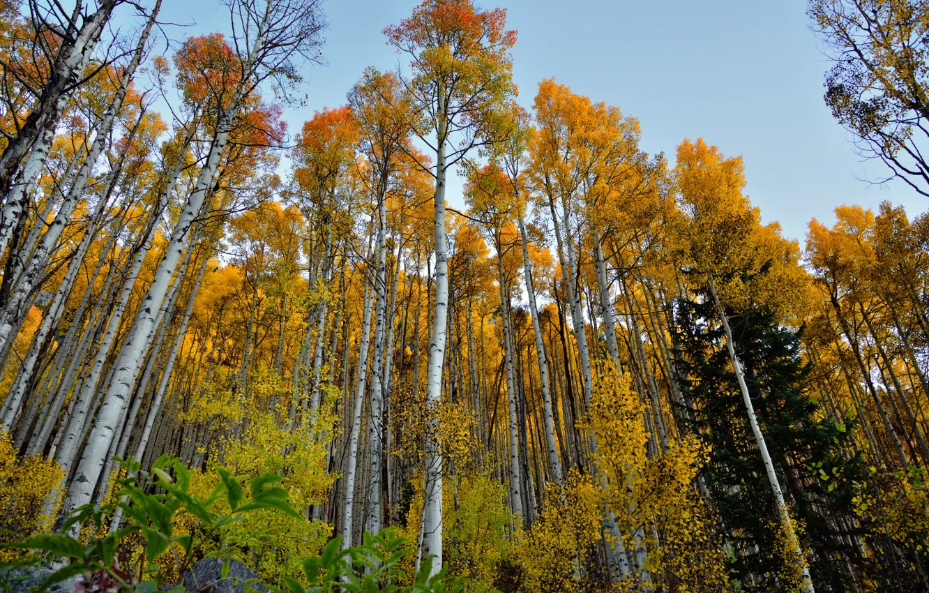 Photo wallpaper forest, the sky, trees, nature, trunk