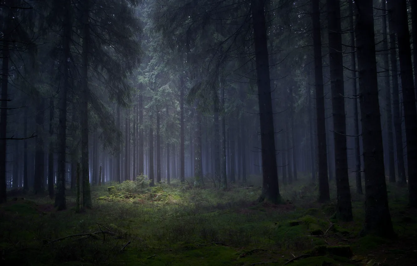 Photo wallpaper forest, trees, nature, fog, Willi Gaier