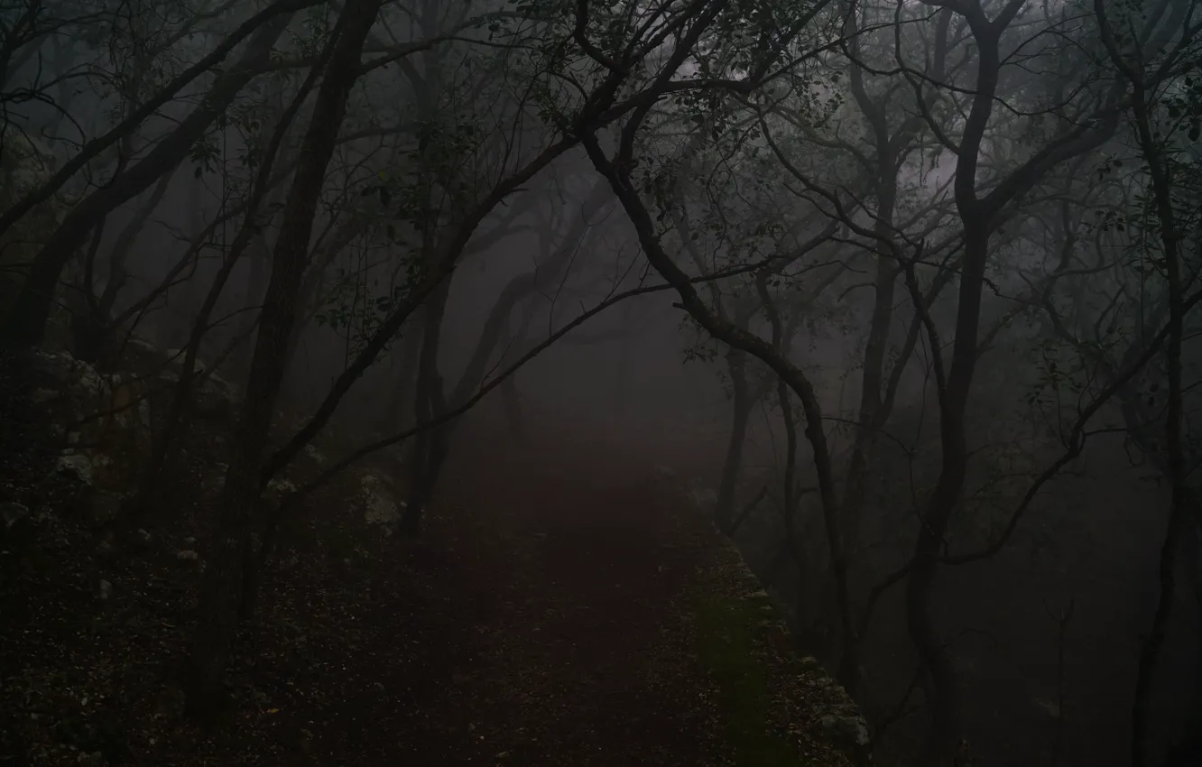Photo wallpaper forest, trees, nature, fog, Spain, Spain, Mallorca, Serra de Tramuntana