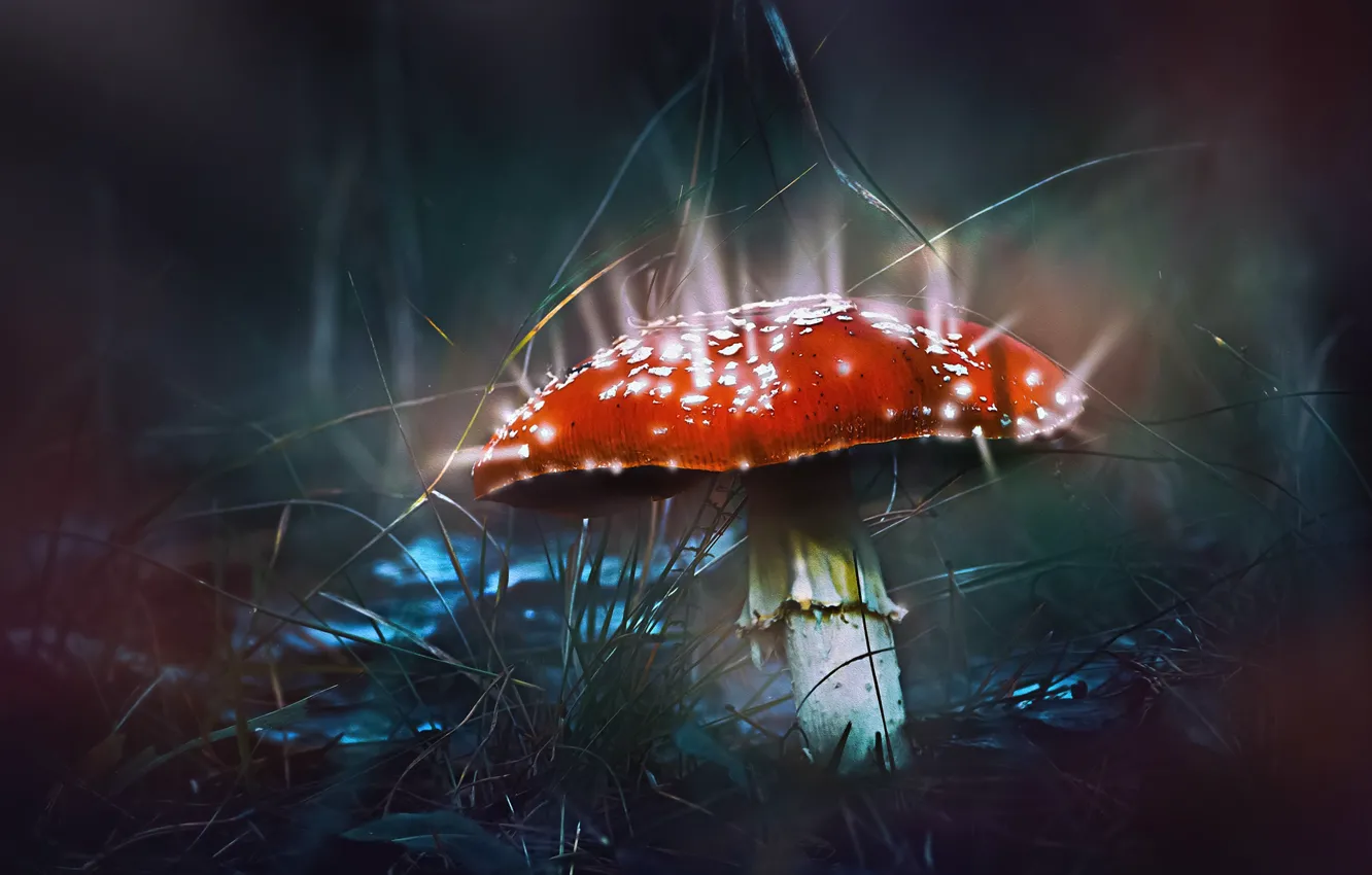 Photo wallpaper grass, macro, light, nature, mushroom, treatment, mushroom