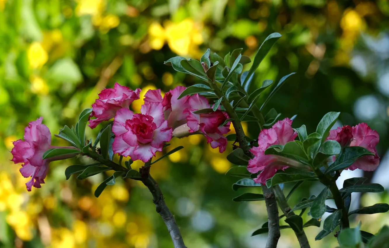 Photo wallpaper flowers, pink, flowering, adenium, desert rose