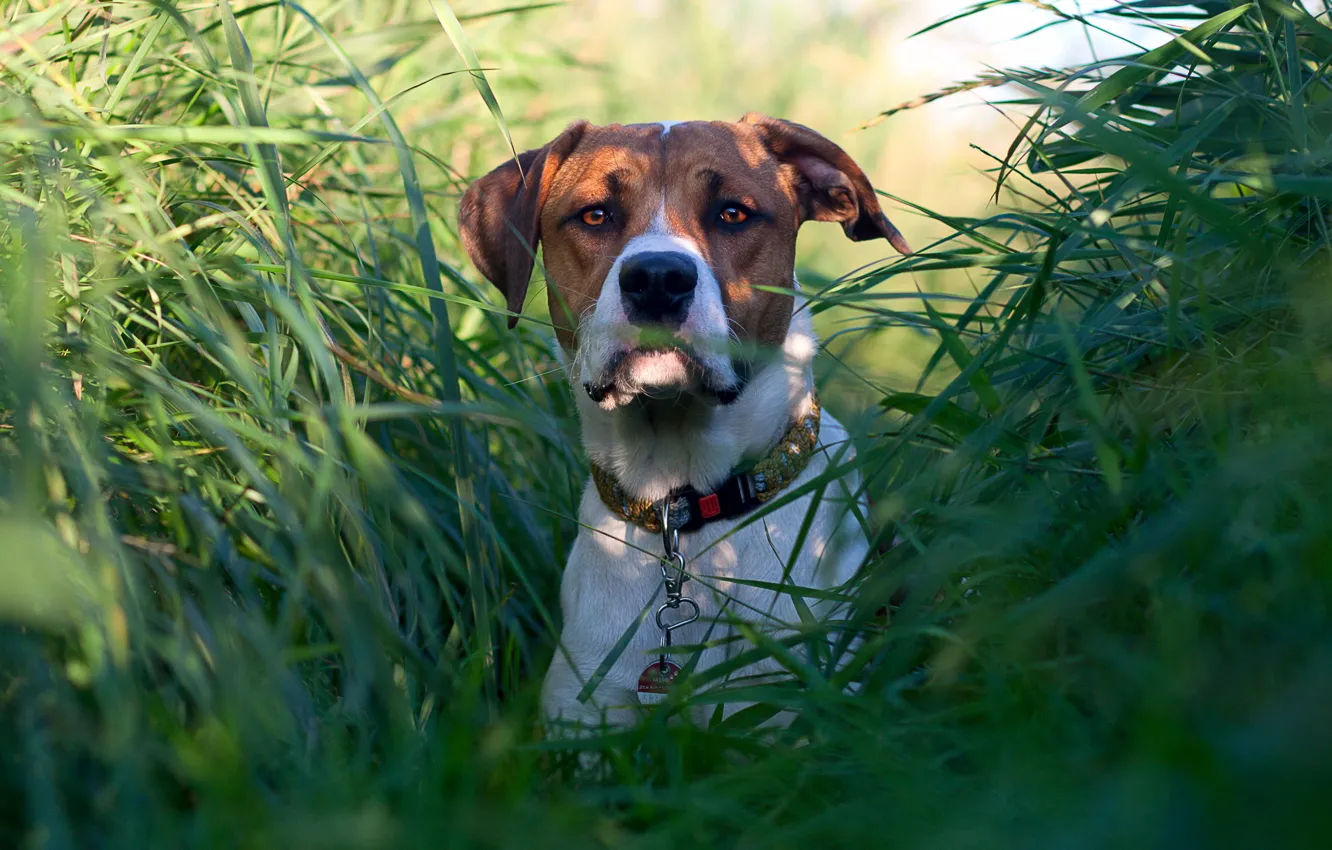 Photo wallpaper grass, look, dog