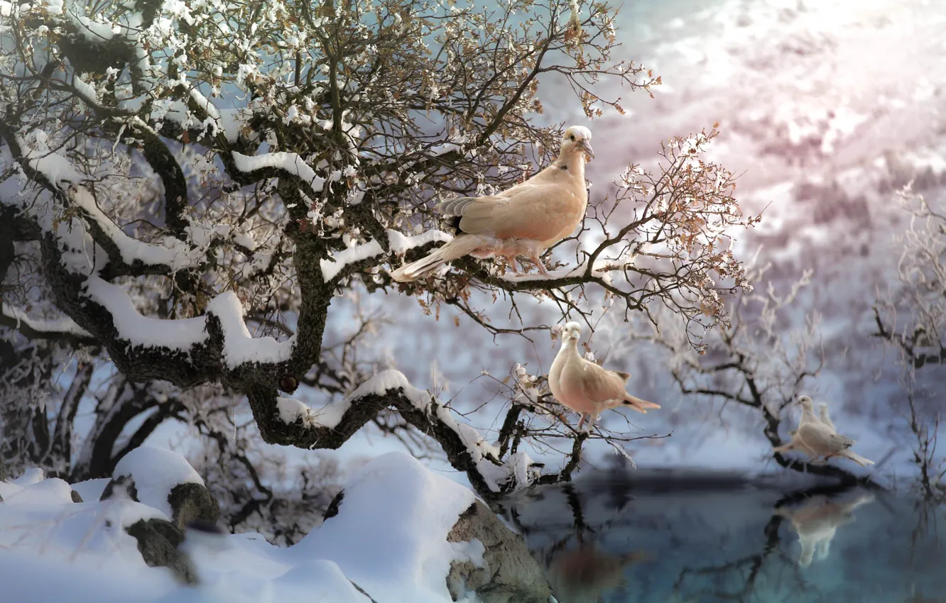 Photo wallpaper winter, snow, birds, branches, nature, tree, pair, pigeons