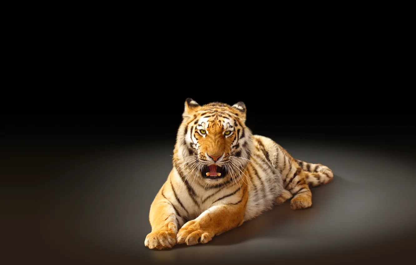 Photo wallpaper tiger, predator, black background, big cat, the Amur tiger