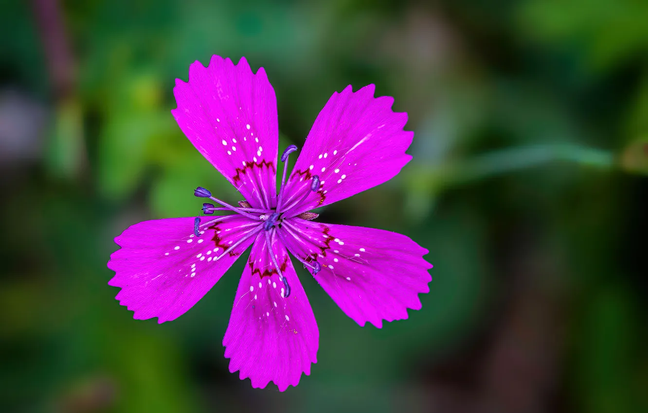 Photo wallpaper purple, macro, flowers