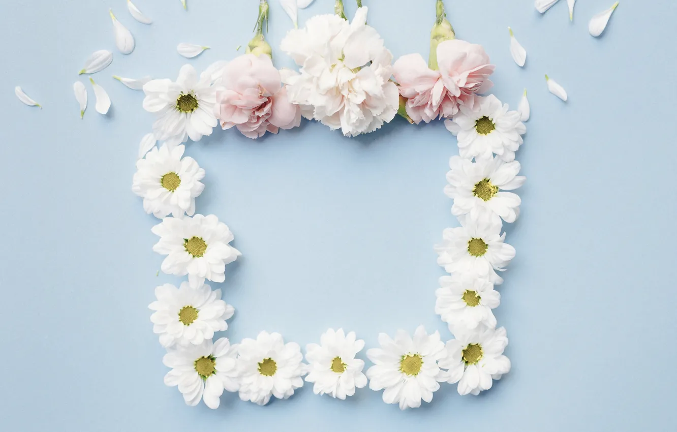 Photo wallpaper flowers, petals, white, blue background, clove