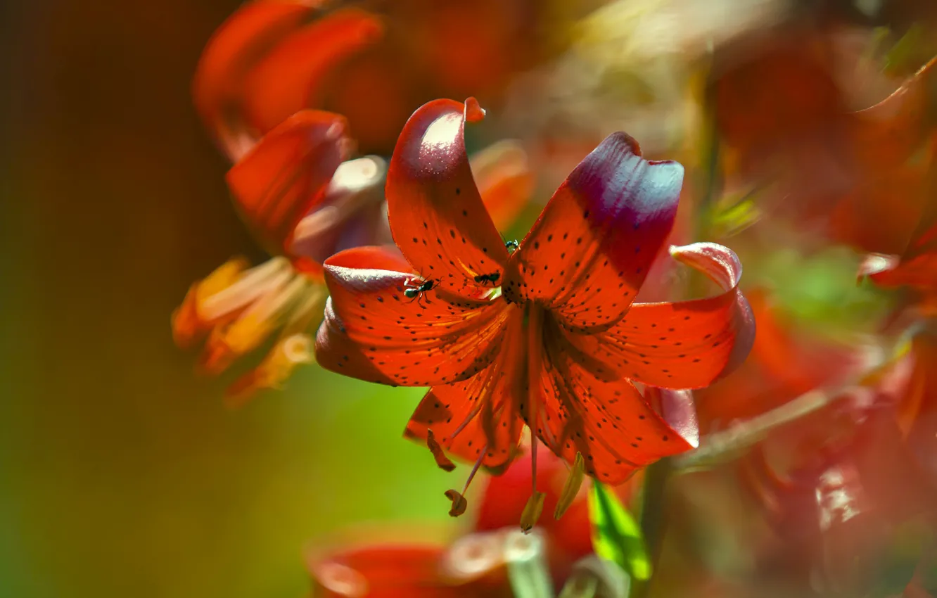 Photo wallpaper light, flowers, red, Lily, blur, ants, bokeh