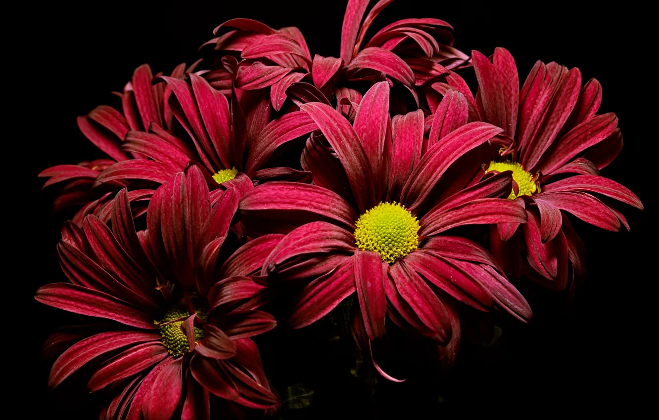 Photo wallpaper flowers, nature, background