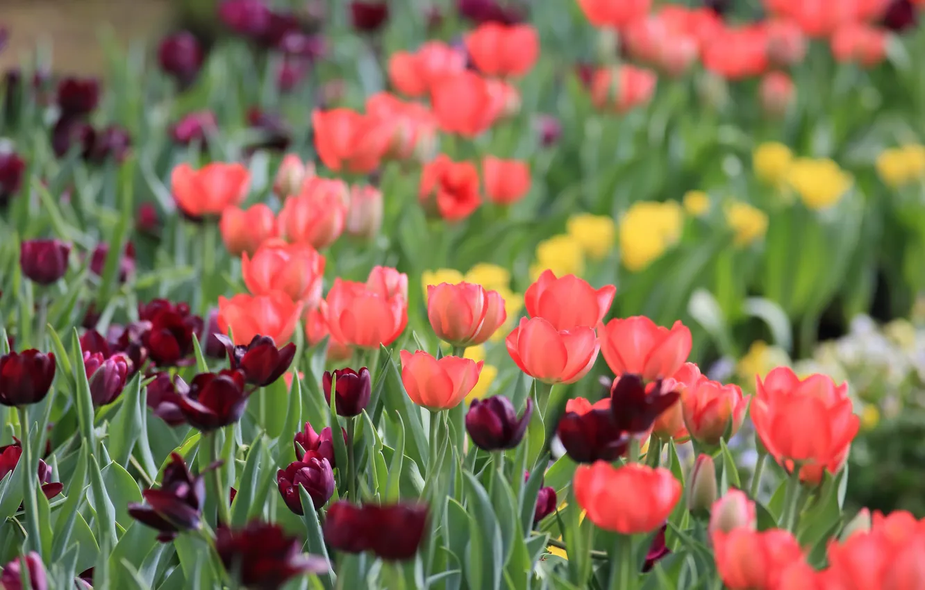 Photo wallpaper flowers, red, tulips, flowerbed, Burgundy, bokeh
