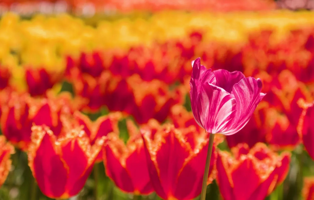 Photo wallpaper light, flowers, yellow, red, bright, spring, tulips, pink