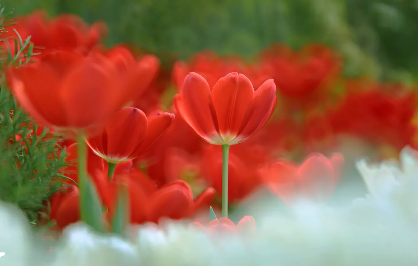 Photo wallpaper red, tulips, bokeh