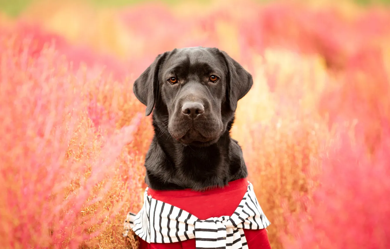 Photo wallpaper look, pose, glade, black, portrait, dog, headband, face