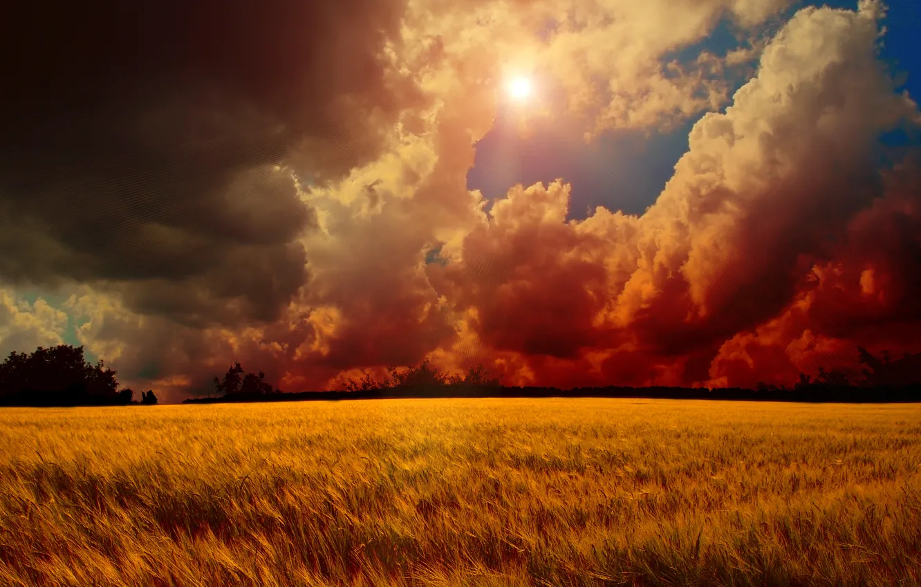 Photo wallpaper wheat, field, the sky, the sun, trees, sunset, clouds