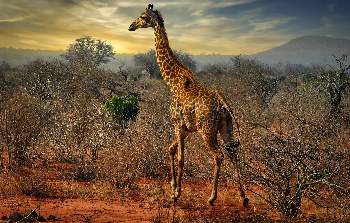 Photo wallpaper photo, animal, giraffe, the bushes