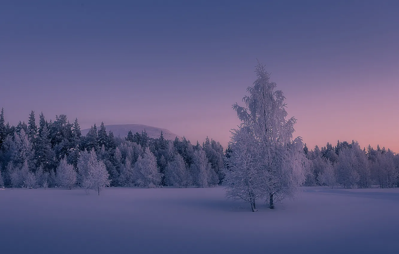 Photo wallpaper winter, frost, snow, trees, sunset, Finland, Finland, Lapland
