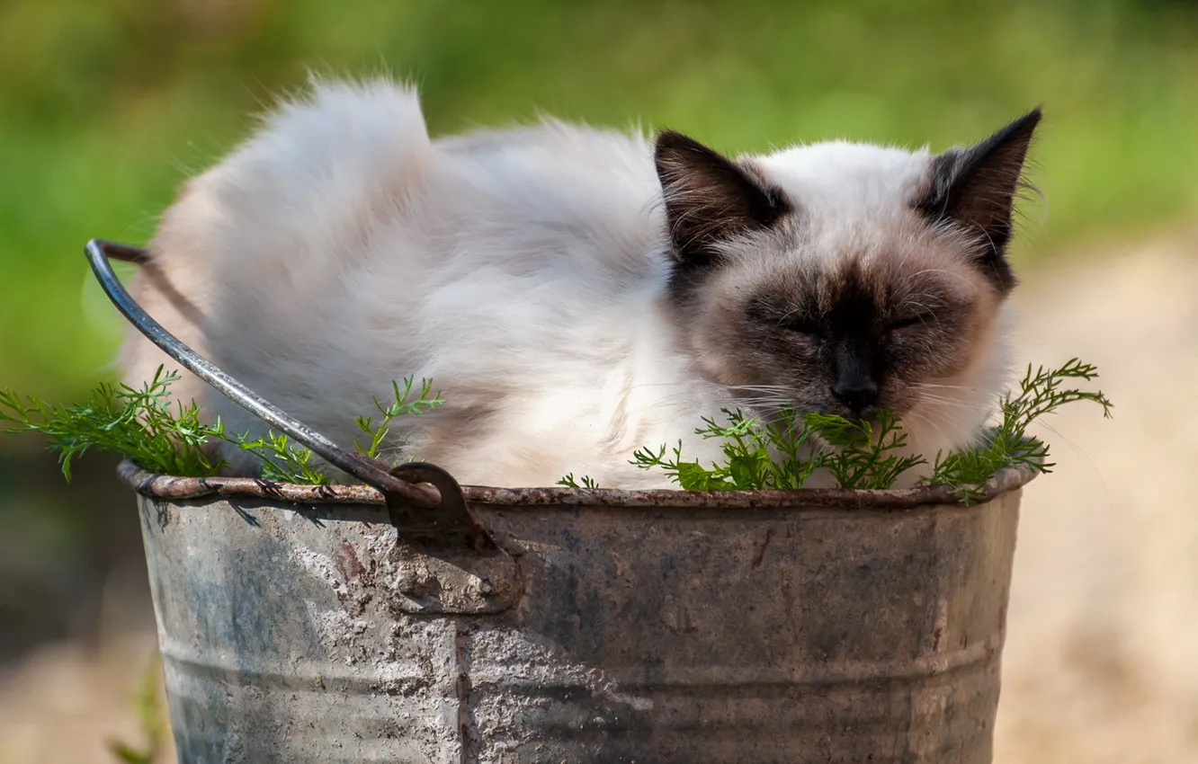 Photo wallpaper cat, summer, bucket