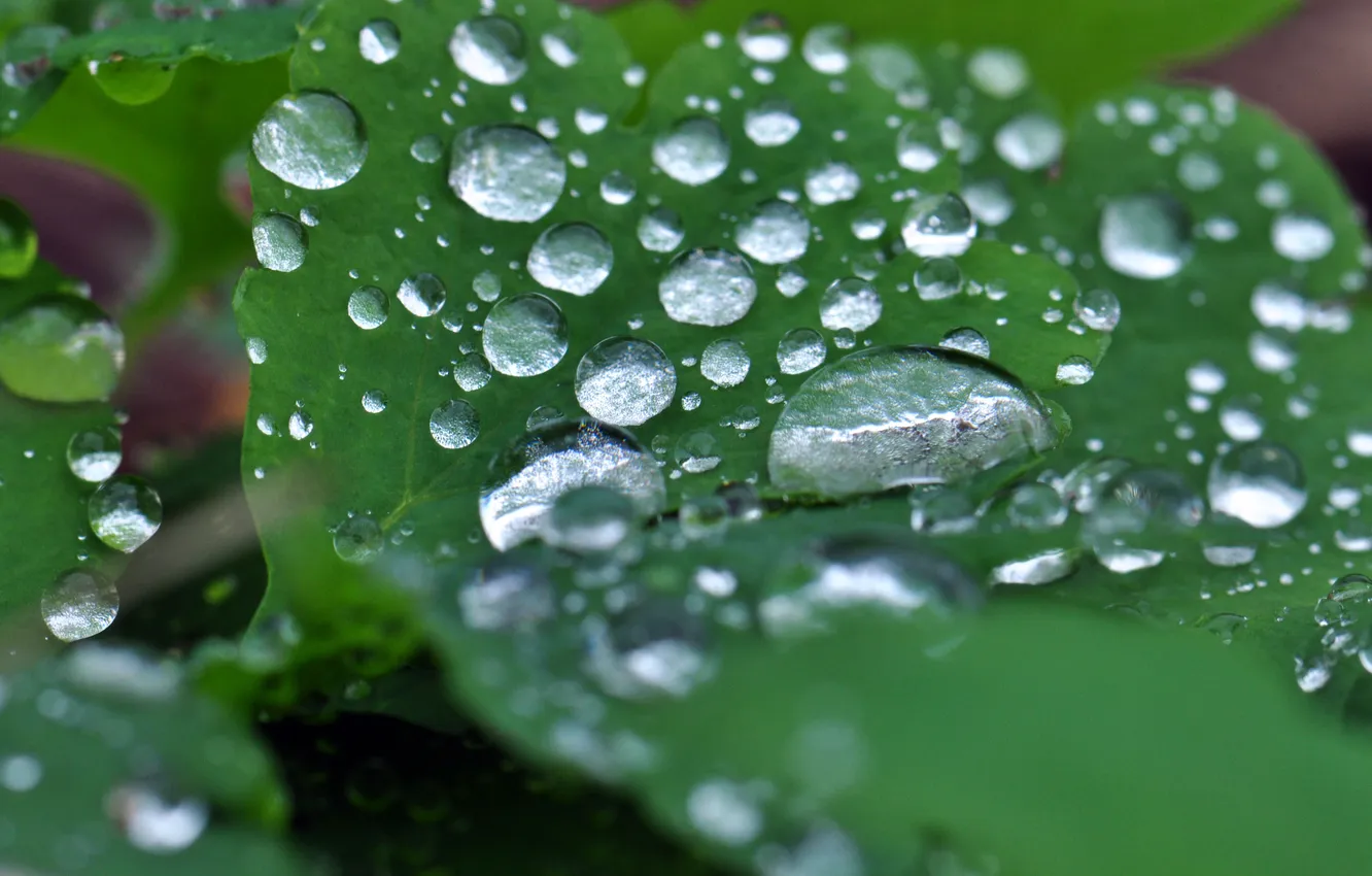 Photo wallpaper leaves, drops, macro, nature