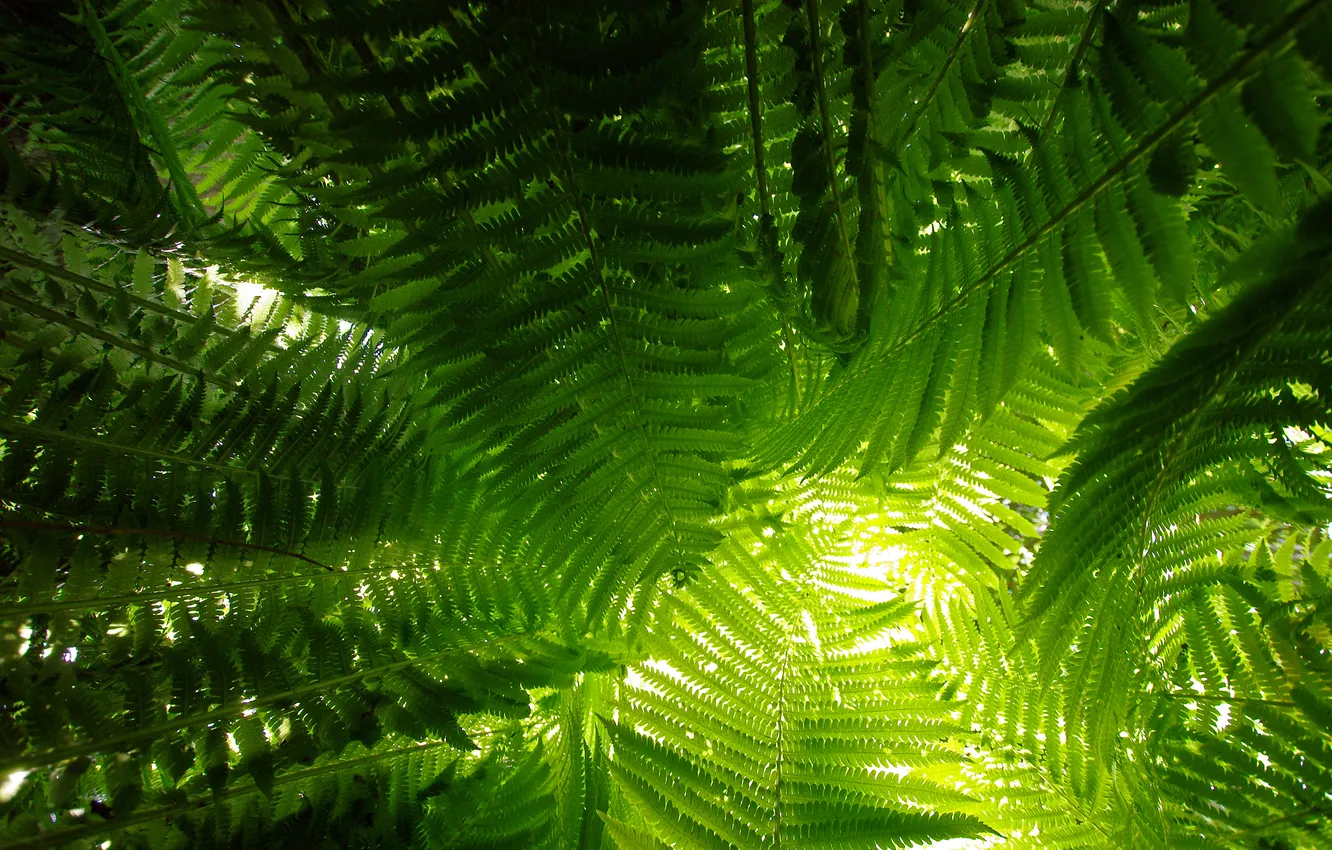 Photo wallpaper leaves, macro, plant, fern