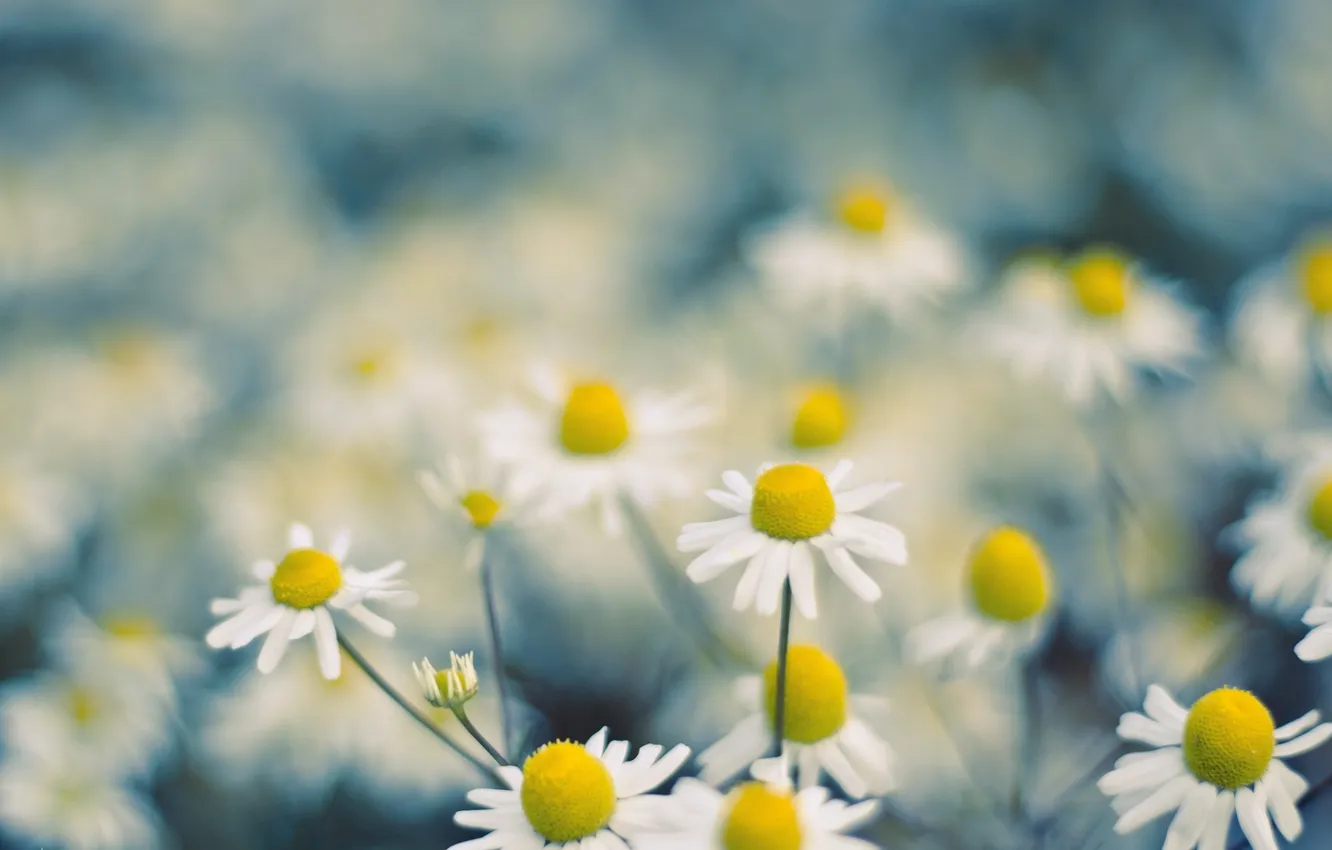 Photo wallpaper field, summer, macro, flowers, nature, chamomile, blur